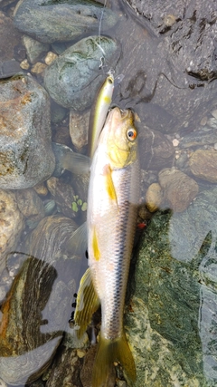 カワムツの釣果