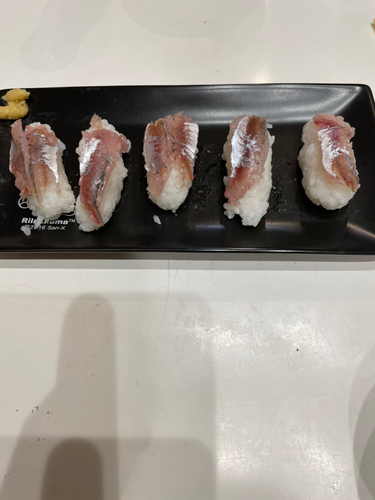 サバの釣果