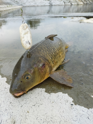 コイの釣果