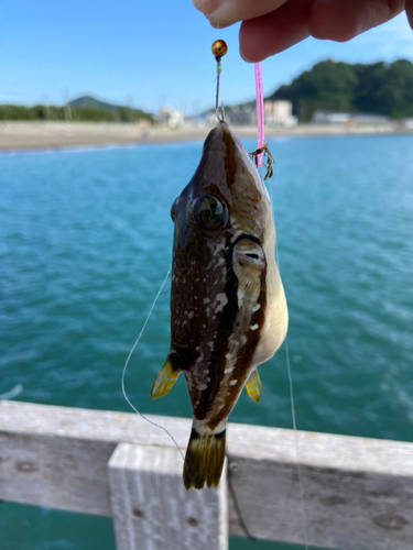 キタマクラの釣果