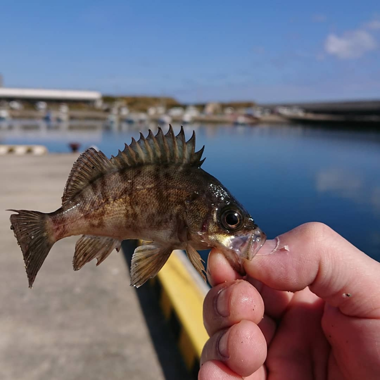 アカメバル