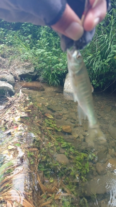 オイカワの釣果