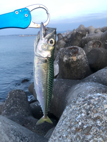 サバの釣果