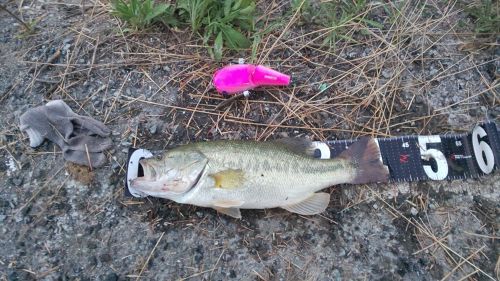 ブラックバスの釣果