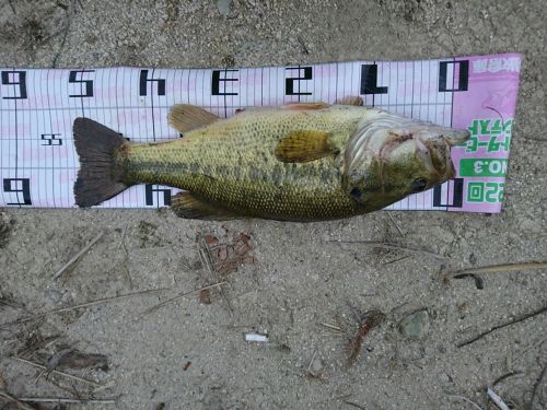 ブラックバスの釣果