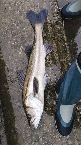 シーバスの釣果