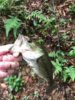 ラージマウスバスの釣果