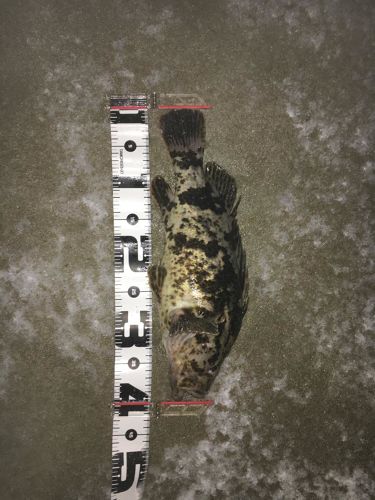 ベッコウゾイの釣果