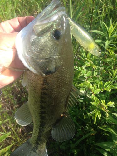 ブラックバスの釣果