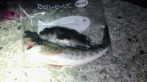 アイナメの釣果