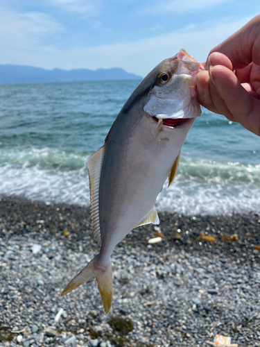 ショゴの釣果