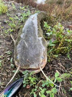 ナマズの釣果