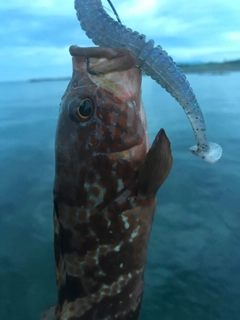 アコウの釣果