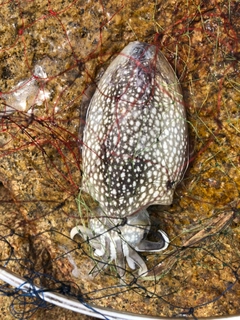 シリヤケイカの釣果