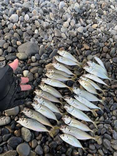 マアジの釣果