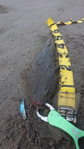 マゴチの釣果