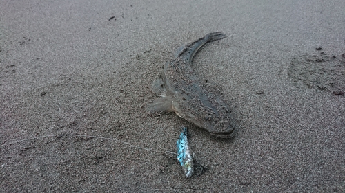 マゴチの釣果