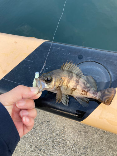 メバルの釣果