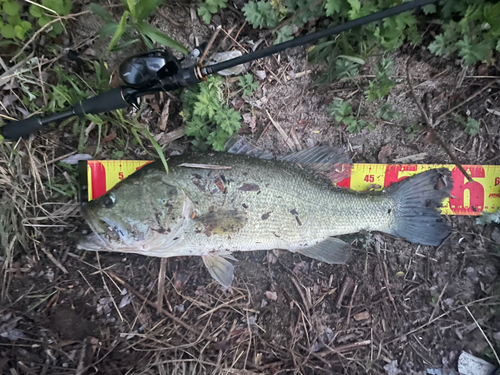 ブラックバスの釣果