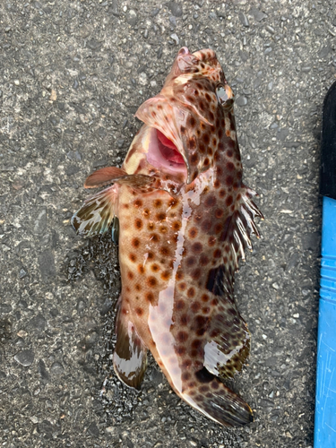 オオモンハタの釣果