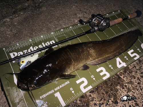 マナマズの釣果