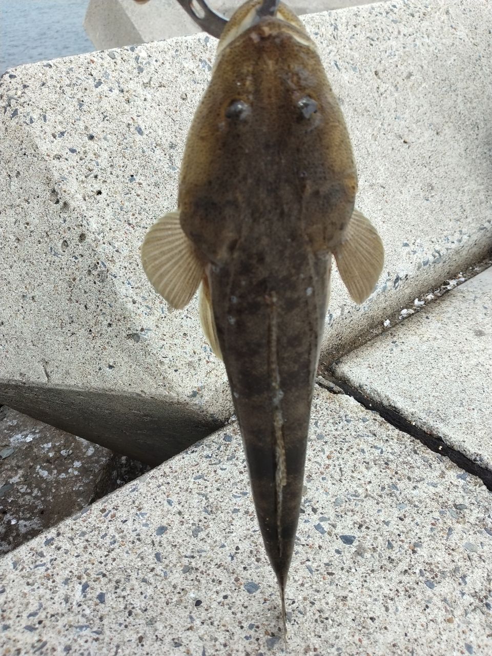 マゴチ