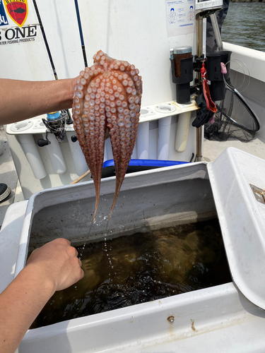 タコの釣果