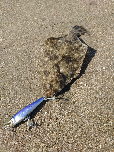 ヒラメの釣果