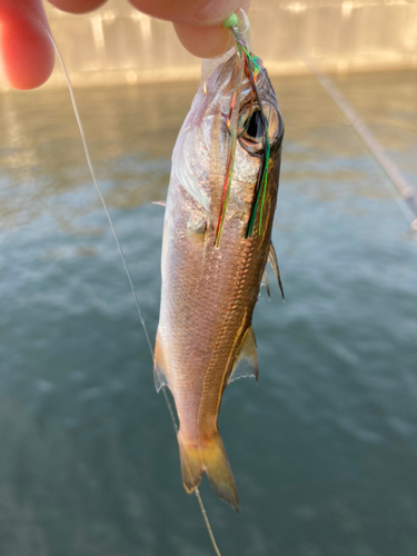 ムツの釣果