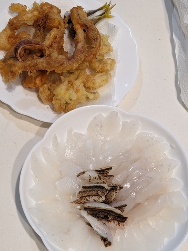 マアナゴの釣果