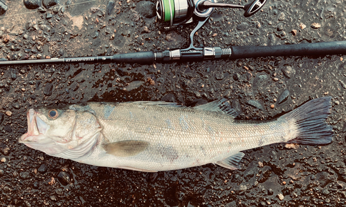 シーバスの釣果