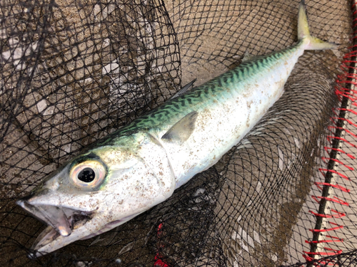 サバの釣果