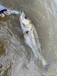 マルスズキの釣果