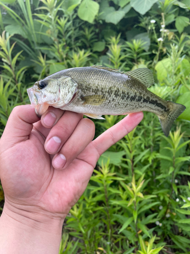 ブラックバスの釣果