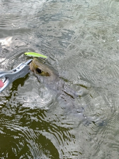 セイゴ（マルスズキ）の釣果