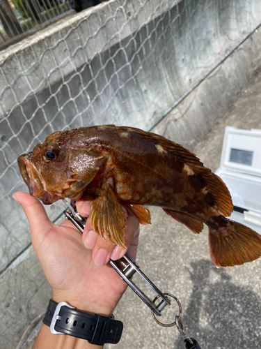 カサゴの釣果