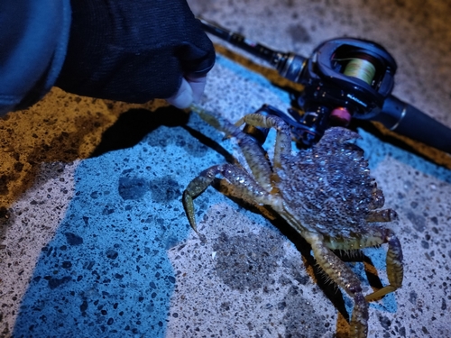 カニの釣果