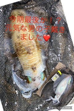 アオリイカの釣果