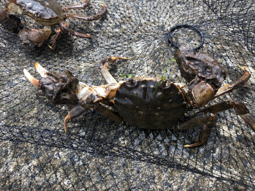 モクズガニの釣果