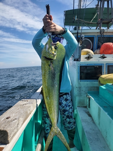 シイラの釣果