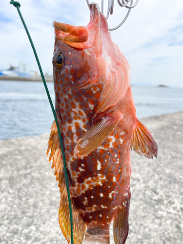 キジハタの釣果