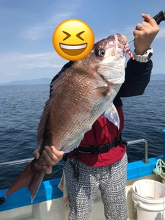 マダイの釣果