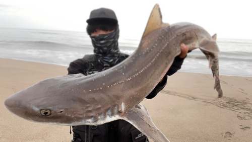 ホシザメの釣果