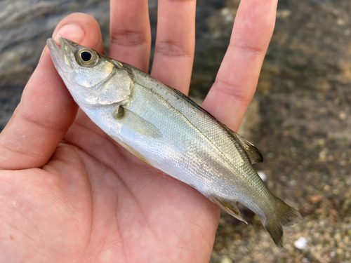 セイゴ（マルスズキ）の釣果