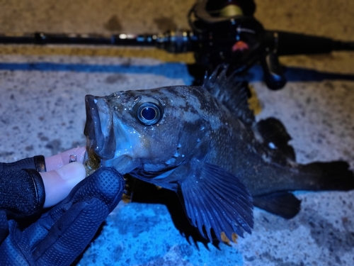 エゾメバルの釣果