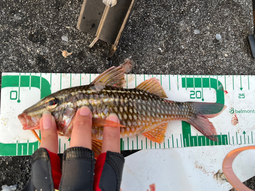 ヒメジの釣果