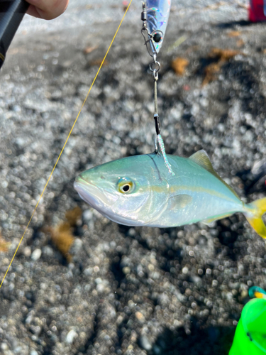 ショゴの釣果