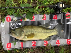 ブラックバスの釣果