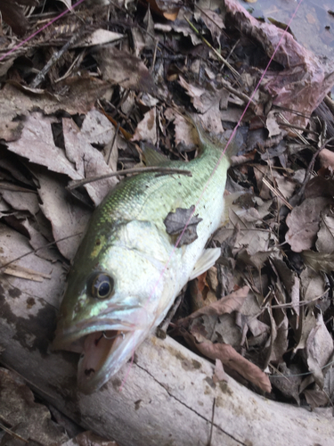 ラージマウスバスの釣果