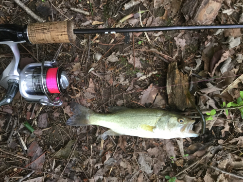 ラージマウスバスの釣果